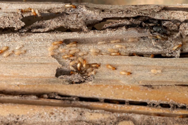 Best Ant Control Services  in Rensselaer, NY